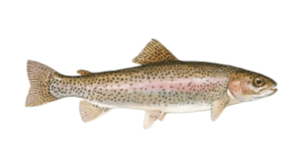 nt-forel-to-1kq-7219